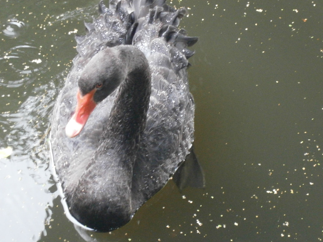Schwan